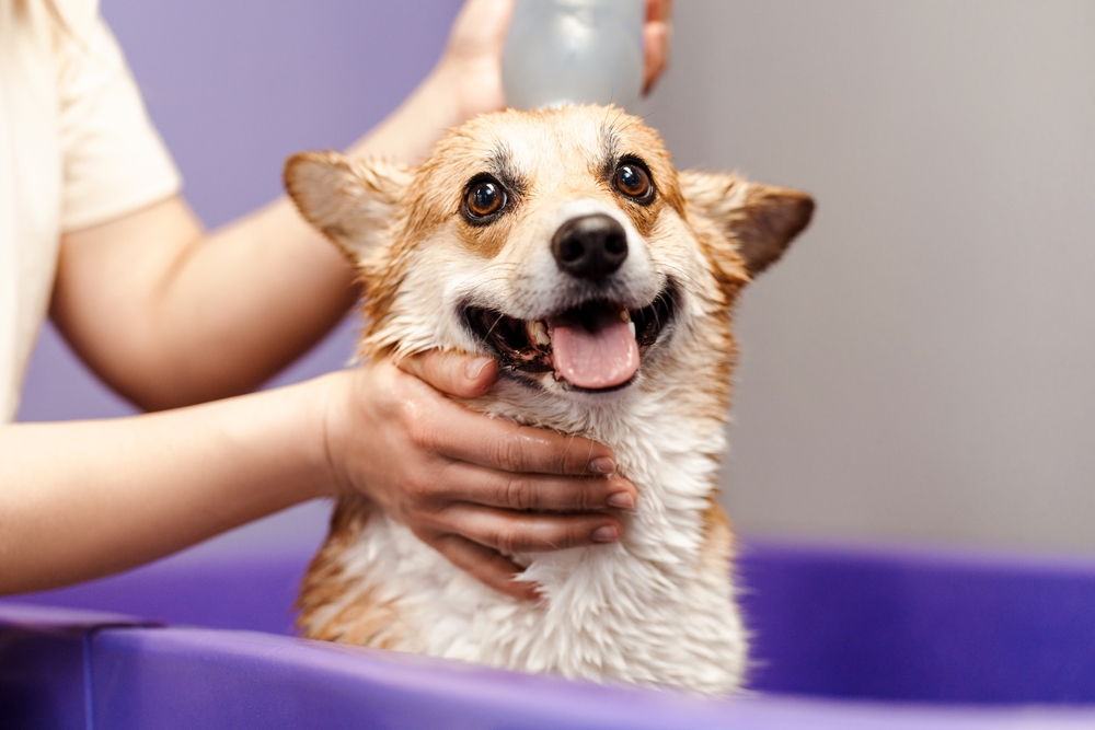 Pups & Suds
